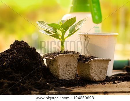 Plant Growing on paper recycle pot over sunlight in morning time