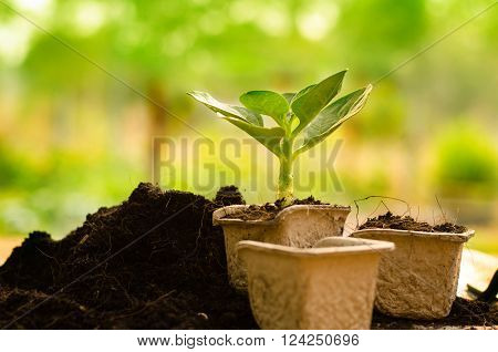Plant Growing on paper recycle pot over sunlight in morning time