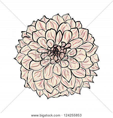 Georgina flower isolated. Vector illustration. EPS 10