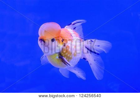 The goldfish isolated in the water background.