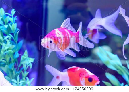 Fish