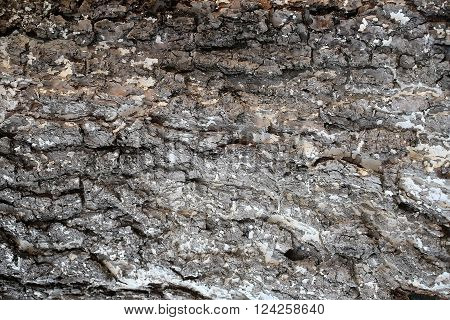 Tree Bark Texture
