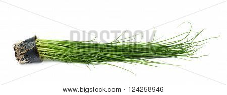 Green onion scallions in a pot isolated over the white background