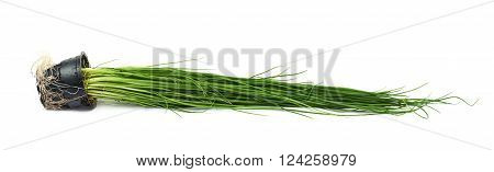 Green onion scallions in a pot isolated over the white background