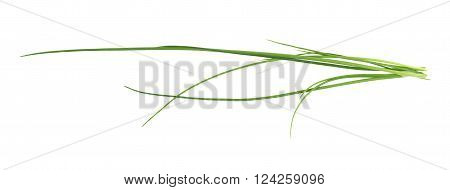 Green onion scallions isolated over the white background
