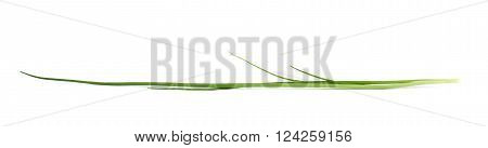 Green onion scallions isolated over the white background