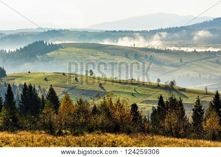 coniferous forest on hillside meadow woth fog over rural  valley in autumn mountains