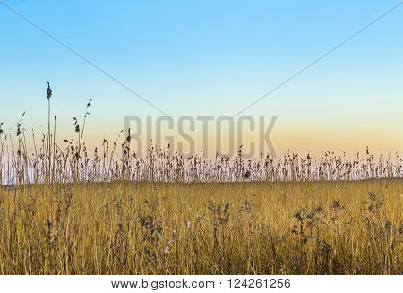 backwater landscape in Zempin, Usedom with reed grass