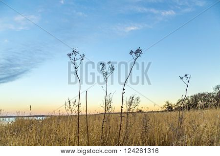 backwater landscape with reed grass in Zempin, Usedom