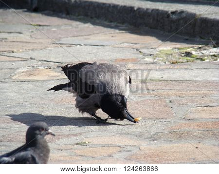 Raven gray.The head wings and tail are black the body grey