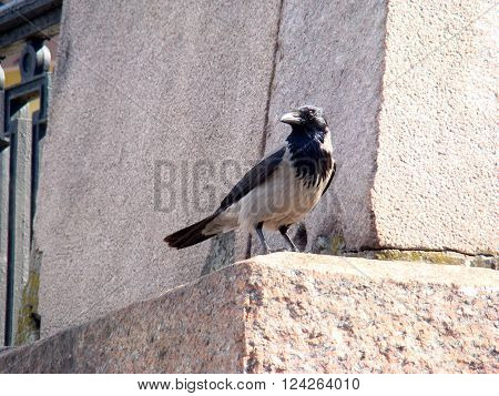 Raven gray.The head wings and tail are black the body grey