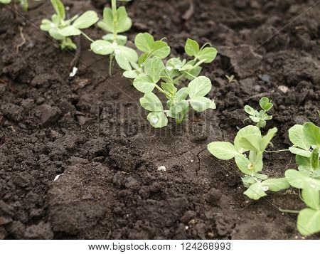 Young plants in the ground in spring
