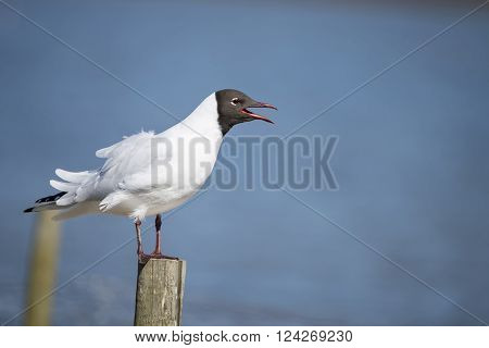 Beautiful Mediterranean Gull Icthyaetus Melanocephalus on post