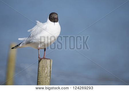 Beautiful Mediterranean Gull Icthyaetus Melanocephalus on post