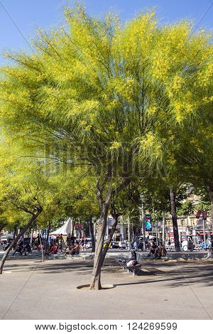 SPAIN, BARCELONA, JUNE, 28, 2015 - People resting in the shade flowering trees Ratama or Parkinsonia aculeata by port in Barcelona, Spain