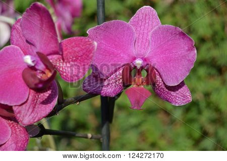 Orchids are the most beautiful flowers of different colors