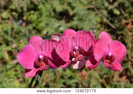 Orchids are the most beautiful flowers of different colors