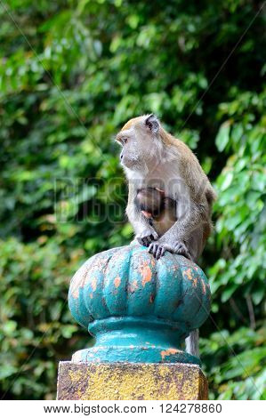 Monkey in Batu caves complex Gombak district Malaysia