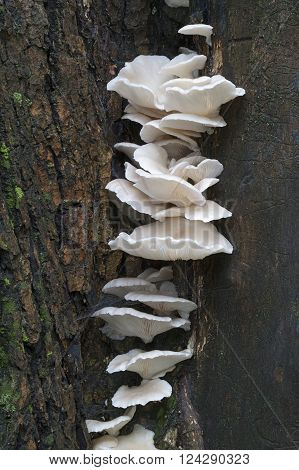 Indian oyster (Pleurotus pulmonarius). Called Italian oyster Phoenix mushroom Pale oyster and Lung oyster also