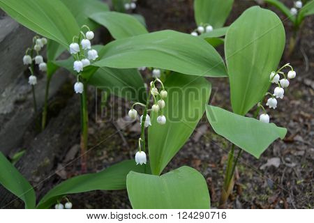 beautiful Lily of the valley in the garden full of plants