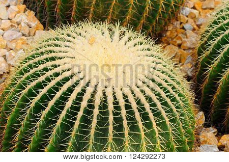 Echinocactus grusonii or golden barrel cactus in a desert garden within a greenhouse in Chenshan Botanical Garden Shanghai China.