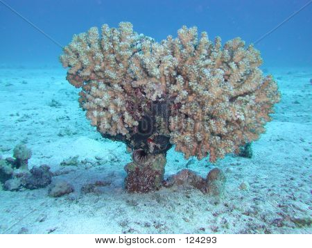 Corail mou