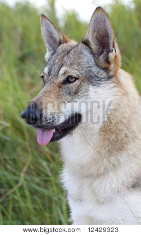 Cane lupo cecoslovacco.
