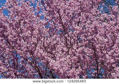 Dream Catcher flowering cherry (Prunus x hybrid 