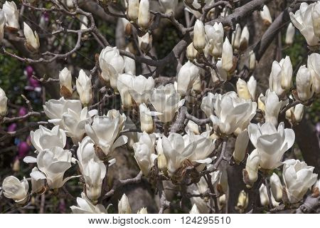 White flowers of Yulan magnolia (Magnolia denudata)