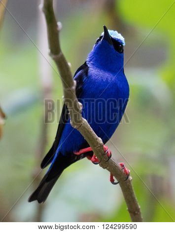 Male Red-legged Honeycreeper (Cyanerpes cyaneus) perched on a branch