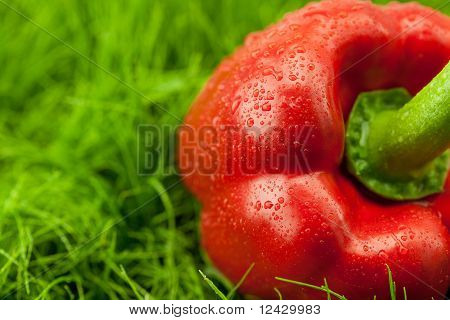 Paprika mit Wassertropfen auf grünem Gras liegend
