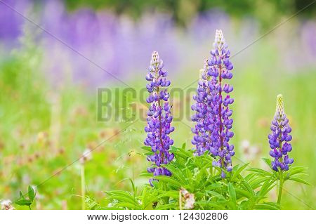 High Lush Purple Lupine Flowers