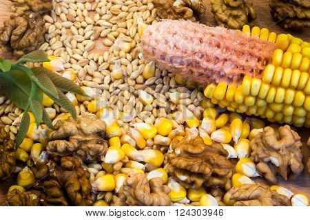 Corn cob, wheat, nuts on the wooden plate with green nut leaves