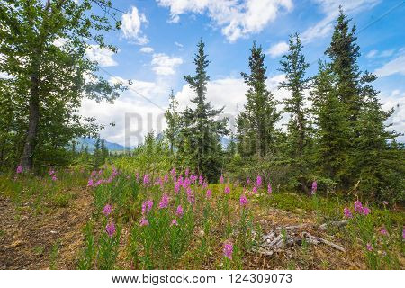 Pink fireweed wildflowers grow in meadow in the far north.