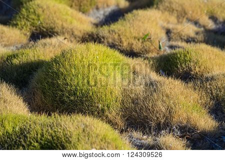 Grass In Oriental Zen Garden