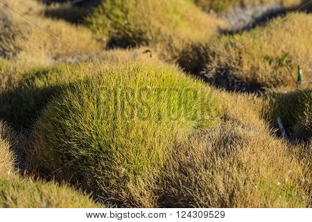 Green Blades Of Garden Grass