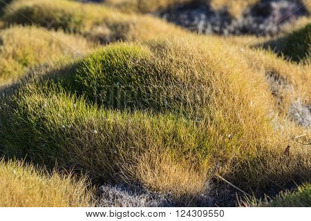 Mound Of Thick Grass
