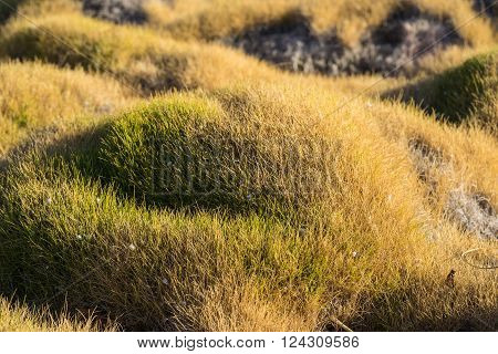 Calm Blades Of Korea Grass