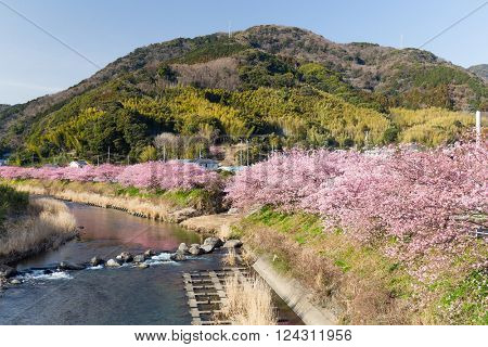 Sakura tree