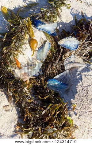 White Sails of Velella velella stranded on ocean beach along with Brown Kelp seaweed
