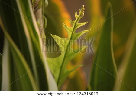 Leaves of ferns in the woods of Northeast Thailand.
** Note: Shallow depth of field