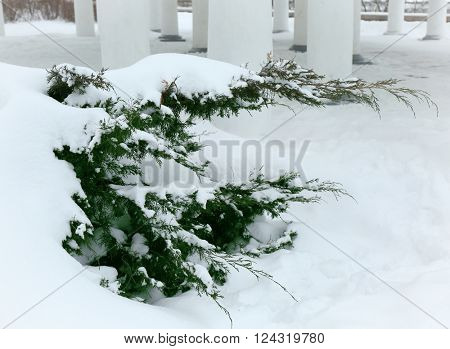 Snow-covered thuya bush in park