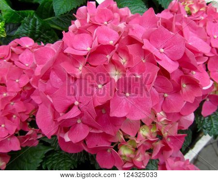 Pink Hydrangea Hortensia Flower Blooming in Spring