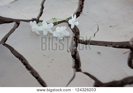 Fallen flower on dry crack ground empty, single