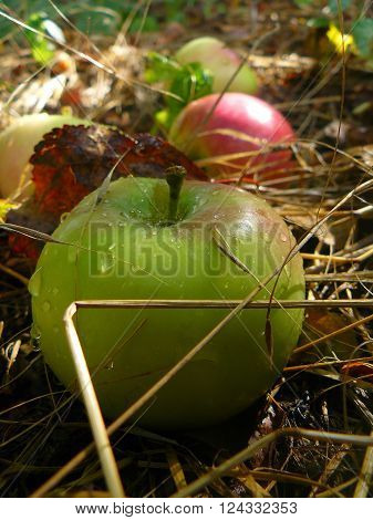 Apple Ripe juicy apples lie on the ground in the garden.
** Note: Visible grain at 100%, best at smaller sizes