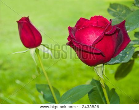 Longstemmed rote Rose auf dem Ast In einen Garten
