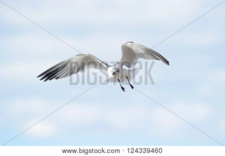 Bird wings is a detailed closed of a a beautiful bird speading its wings while in mid flight.