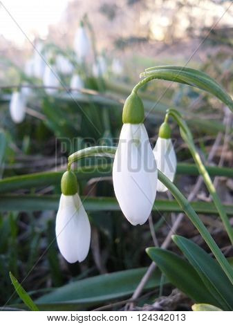 Galanthus In early spring, the first snowdrops bloom.
** Note: Visible grain at 100%, best at smaller sizes