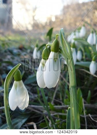 Galanthus In early spring, the first snowdrops bloom.
** Note: Visible grain at 100%, best at smaller sizes