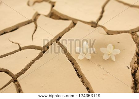 Fallen flower on dry crack ground concept, abstract
** Note: Shallow depth of field